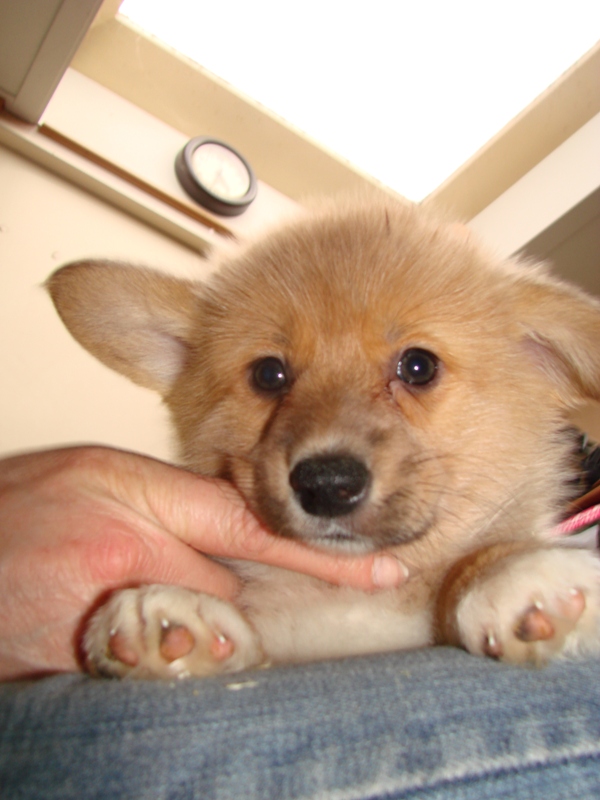 Puppies